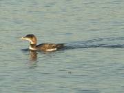 Common Loon 